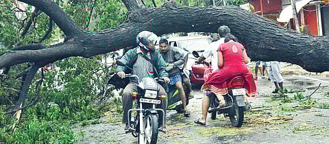 Citizens navigate through fallen trees in Kilpauk.