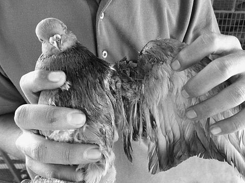 Pigeons such as these have been frequent victims of  manja| Rajesh Bhavsar