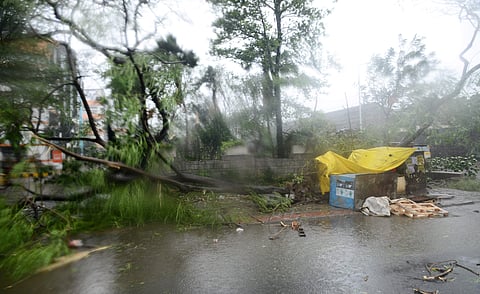 It was not just the wind strength that uprooted the majority of trees in the city. (Express Photo Service)