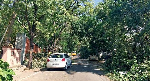 Time to strategically plant trees