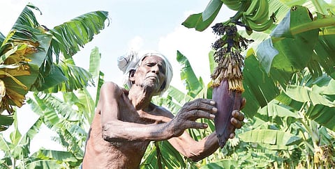 A Tiruchy farmer has been forced to check crop in his field due to paucity of labourers in the village | MK Ashok kumar