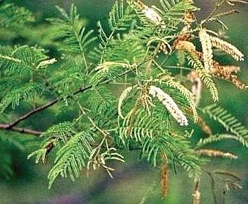 Acacia catechu