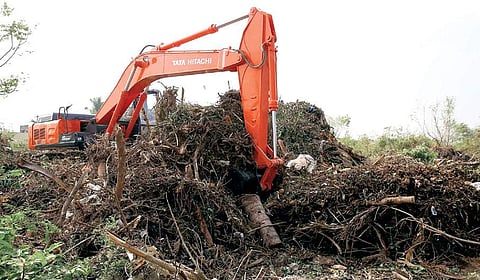 Trees that were destroyed in the cyclone, being dumped at the Velachery dumpyard | Sunish P Surendran