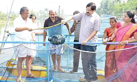A view of the cage fish farming harvest in Pizhala Island near Kochi. S Sarma MLA and CMFRI Director Dr A Gopalakrishnan are seen | Express