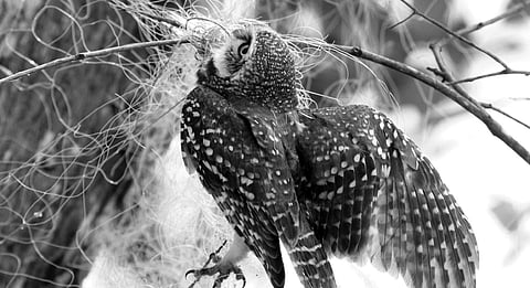 An owl trapped in net on a tree at Holebenavalli near Shivamogga | shimoga nandan