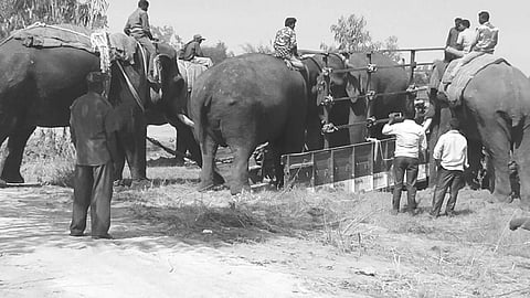 Forest staff leading a captured elephant into a lorry to relocate it to Bandipur forest as part of Operation Jumbo Capture on Thursday | express
