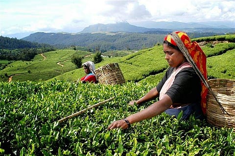 Indian Tamil plantation labor in Colombo.