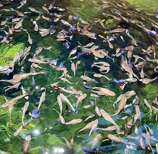 CMFRI initiative to tackle aquatic weeds. (Photo | EPS)