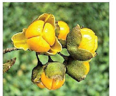 Celastrus paniculatus