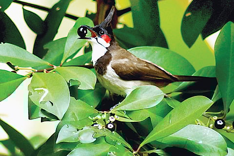 Who do We Lose When We Lose Gardens and Parks?