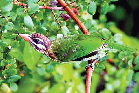 Who Suffers when you Light a Fire Pit with Wood?