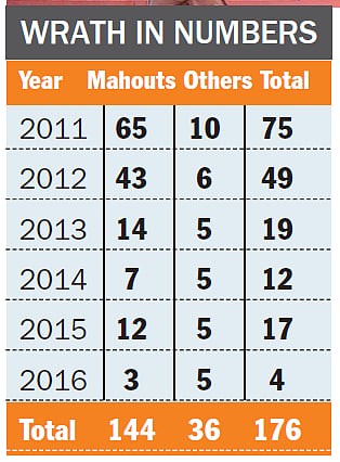 Tusker Tale Turns Tragic for Parade Rule Breakers