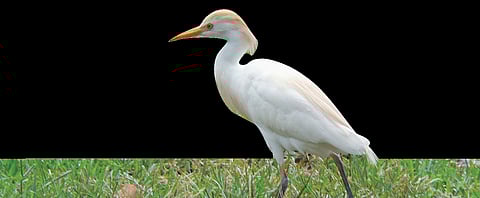 Who are Farmers' Best Friends who Strut about in Plume?