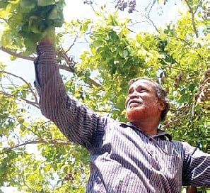 Mysuru Man Rings a Cool Idea to Make Ring Road Cooler