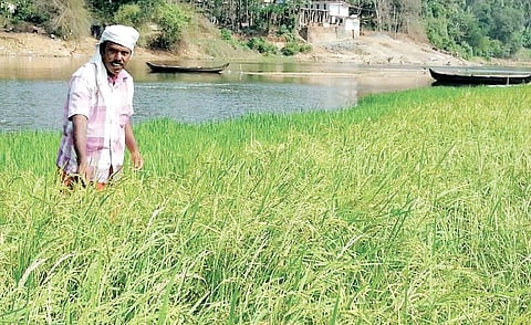 Farmers Find a Fertile Ground on the Dried-up Sandbed of Bharathapuzha