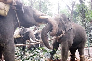 One-tusked Elephant that Killed 3 in D-K District Captured
