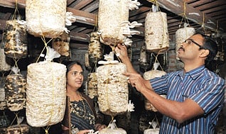 Kerala Women High on Mushrooming Bounty