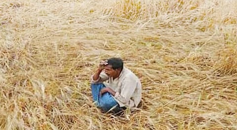 Government Mulls Free Education for Crisis-hit Farmers' Children