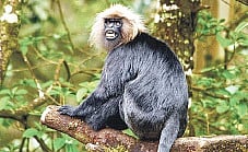 Myth of Mighty Aphrodisiac: Poaching 'Nilgiri Langurs' Touches a High