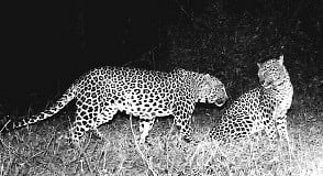 'Female of Species Can Influence Habitat Connectivity'