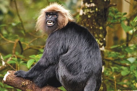 Myth of Mighty Aphrodisiac: Poaching 'Nilgiri Langurs' Touches a High