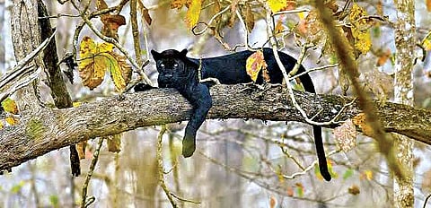Black Panthers, the Face of Wildlife Tourism in Karnataka