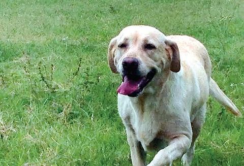 Lab Missing, Rs 50,000 Reward for Finders