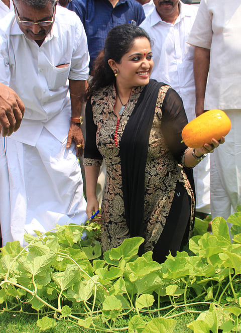 Golden Cucumber Harvested