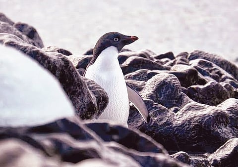 Bengaluru Boy Takes a 'Polar Plunge' in Antarctica