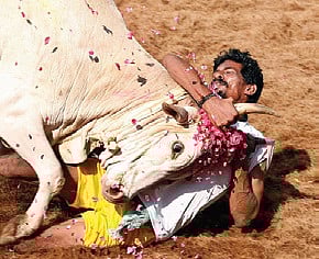 Jaded Jallikattu Groups Enter the Poll Ring