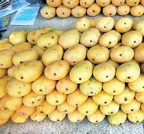 Banaganapalle mango falls into bad days in district