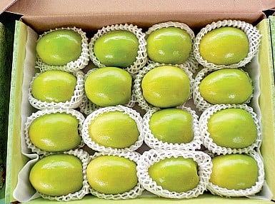 Farmers urged to grow Apple ber instead of cottoa