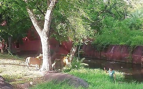 Tipsy Zoo date with 'darling' turns scary