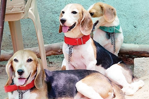 Sound the 'beagle'! when lab dogs find a home