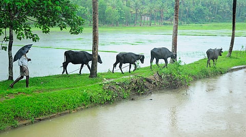 Additionally, six calves are in critical condition, and 16 others are undergoing treatment for various ailments. 