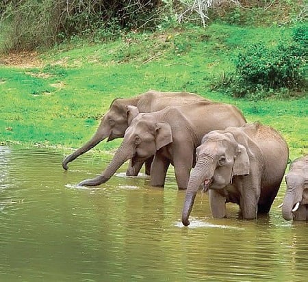 Demand for culling elephants in Karnataka's Kodagu district