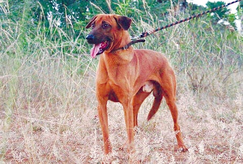 Combai losing foothold as furry friends from abroad make inroads