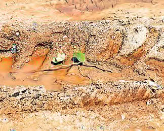 Zero protection for saplings in plantation drive