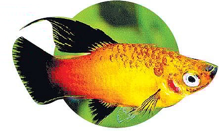 Your cute little goldfish could ruin the natural aquatic ecosystem