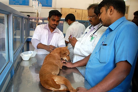 Despite spinal fracture, 'miracle dog' holds no grudge against humans