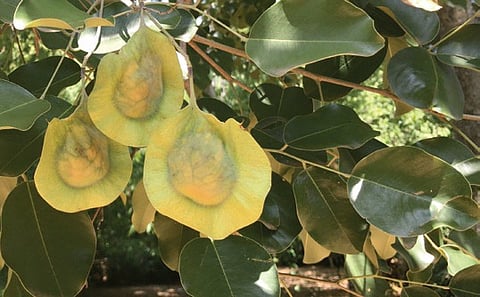 Diabetes and the kino tree