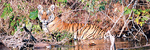 Karnataka's Bandipur-Nagarahole not a safe haven for big cats
