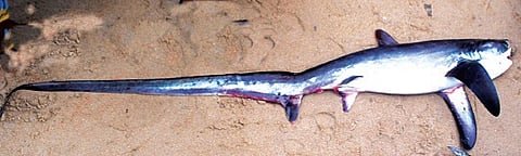 Fishermen in coastal Thiruvananthapuram catch three rare species of shark