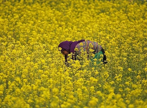 Government panel clears GM mustard but hurdles remain, sources say