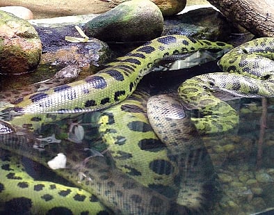 City zoo all set to welcome anaconda offspring