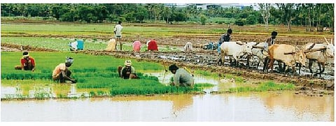 Scanty rain, non-payment of dues hit cane growers