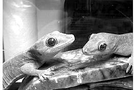 Poaching, smuggling push golden gecko to brink of survival