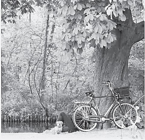 Photos spill out of frames, into poetry