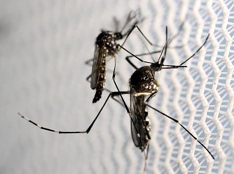 Timeline: Zika's origin and global spread