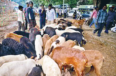 Bannur, Sira sheep breeds in high demand in Bengaluru